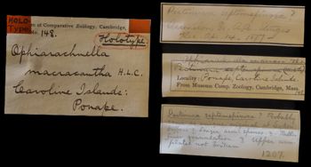Media type: image;   Invertebrate Zoology OPH-148 Description: Labels for this specimen included in the specimen tray.;  Aspect: labels
